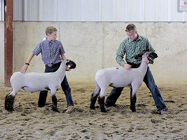 Williams County Fair - Sheep show